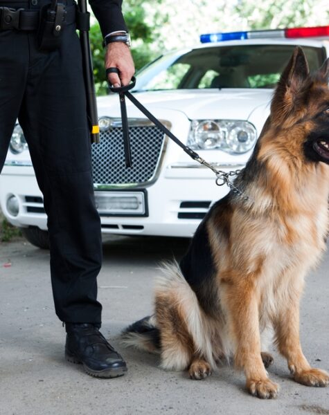 Policeman,With,A,German,Shepherd,On,Duty.,Police,Dog. Policeman,With,A,German,Shepherd,On,Duty.,Police,Dog.